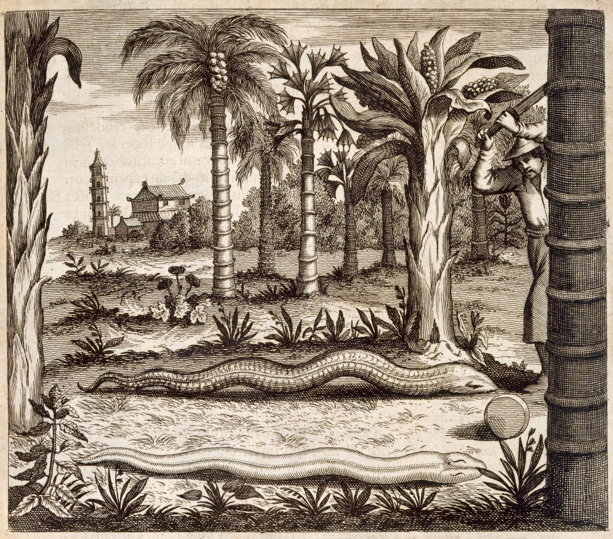 Stenslangen, fra Kina Illustreret af Athanasius Kircher (1601-80) 1667 af Dutch School