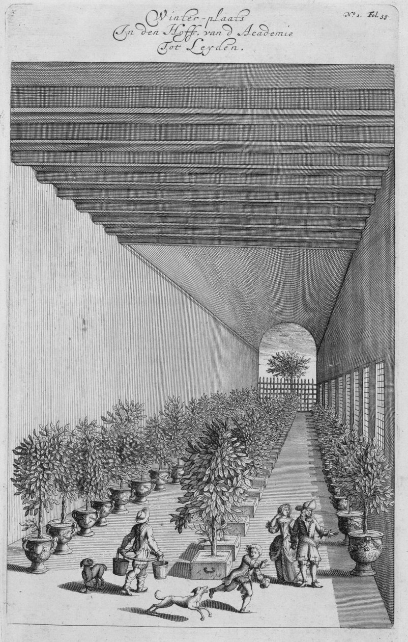 Tvangshuset, fra De Nederlandze Hesperides af Jan Commelin, udgivet 1676 af Dutch School
