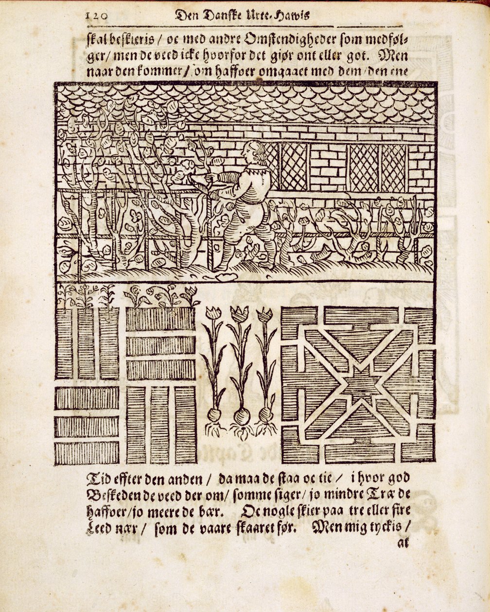 Træning og plantning i haven, fra Den hollandske gartner, af Johann van der Groen, udgivet 1699 af Dutch School