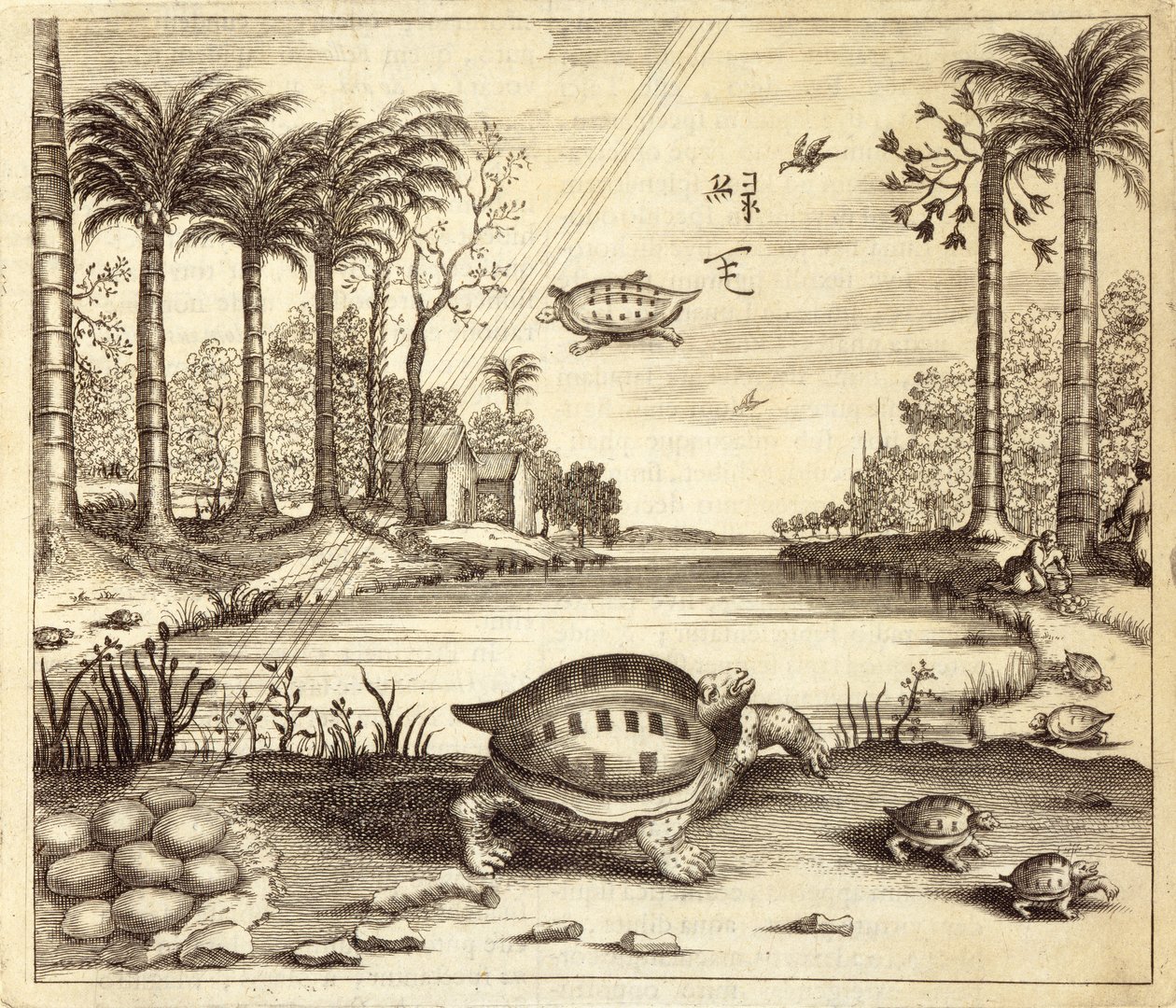 Skildpaddeæg, der klækker, fra Kina Illustreret af Athanasius Kircher (1601-80) 1667 af Dutch School