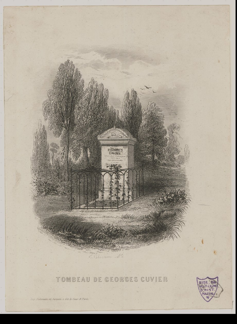 Georges Cuviers grav af E. Chavanne