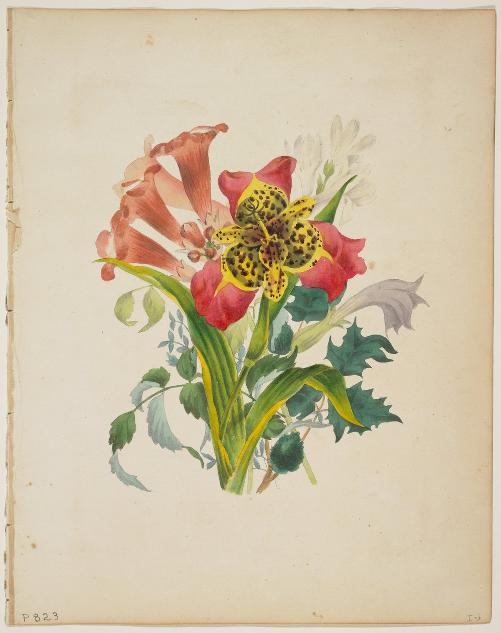 Buket af trompetvin, fra Floras ordbog, 1838 af E. W. Wirt