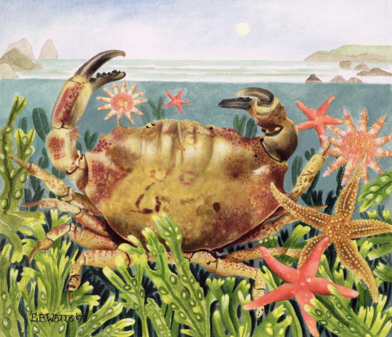 Furrowed Crab with Starfish Underwater, 1997 (akryl på papir) af E.B. Watts