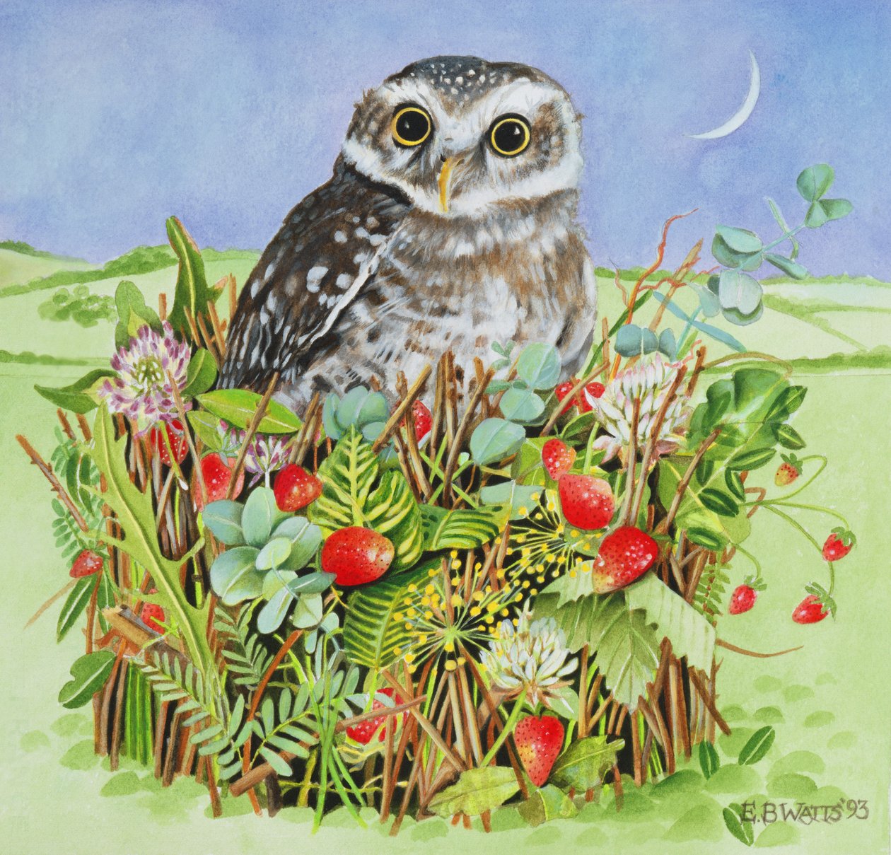 Owl in a Woodland Basket, 1993 (akryl) af E.B. Watts