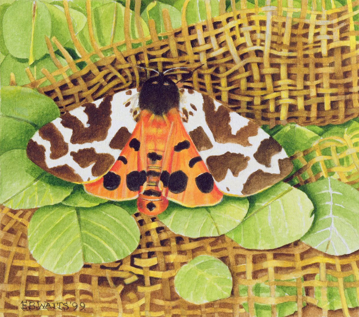 Tiger Moth, 1999 (akryl på papir) af E.B. Watts