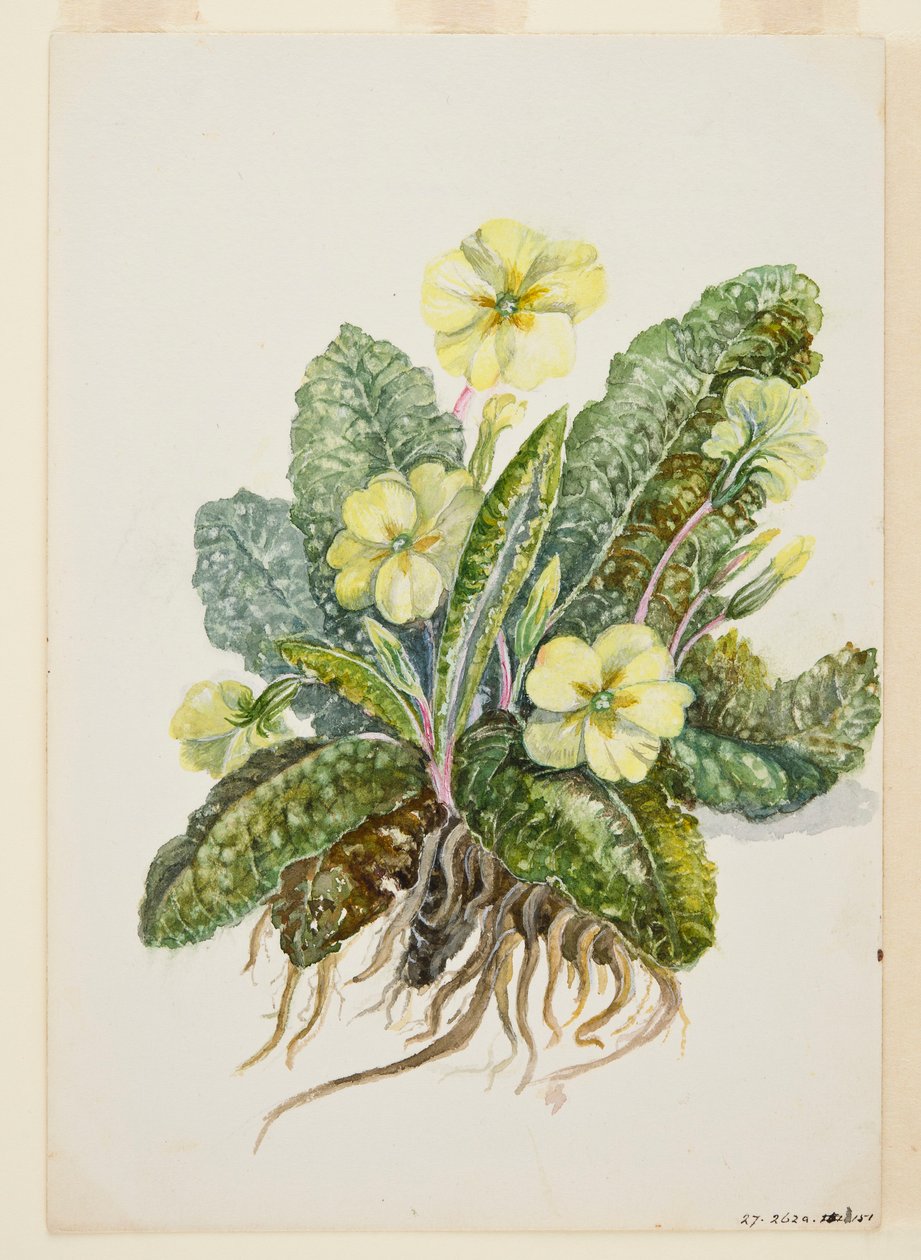 Primula vulgaris Huds Primrose, c1920