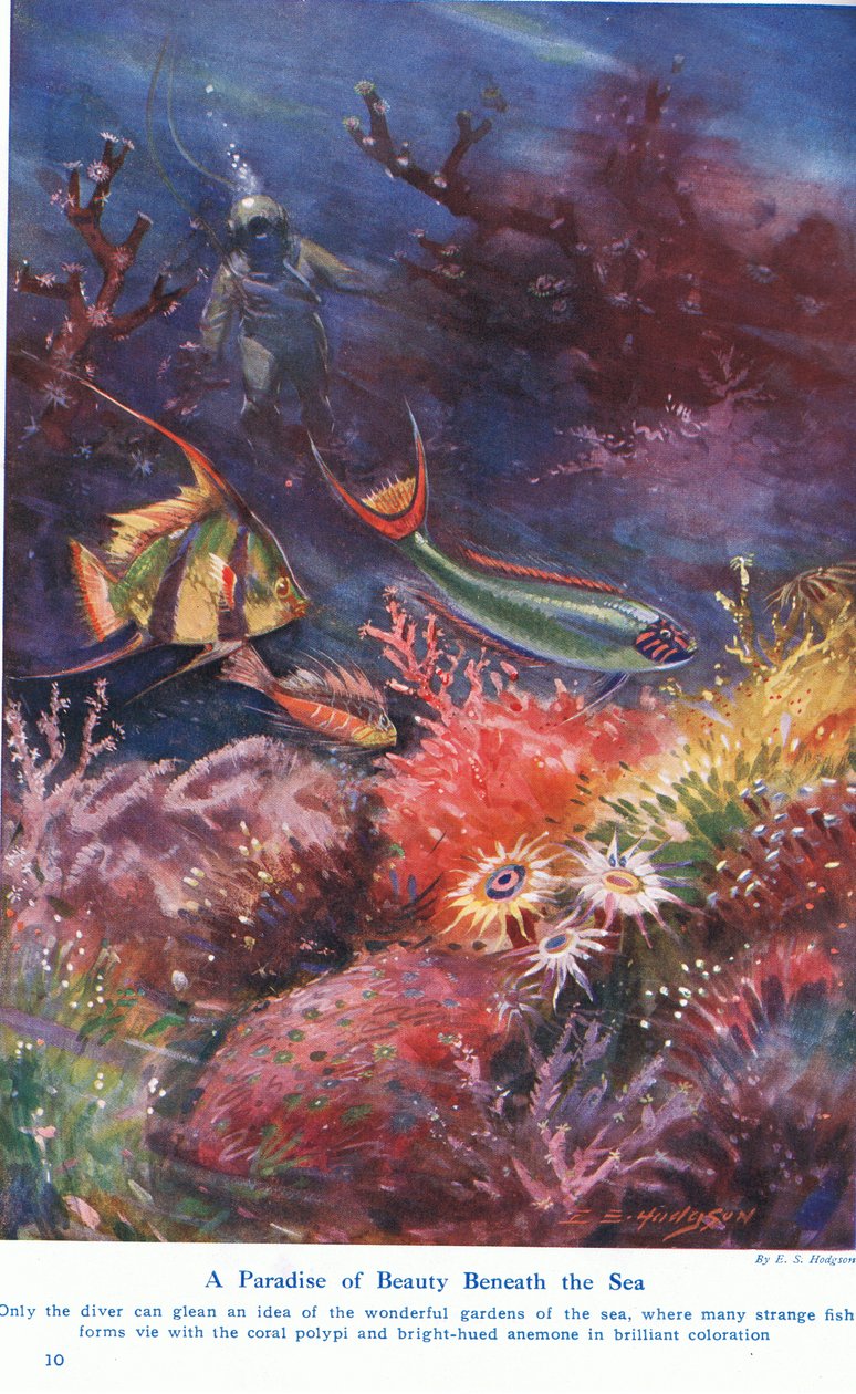 A Paradise of Beauty Beneath the Sea, illustration fra 