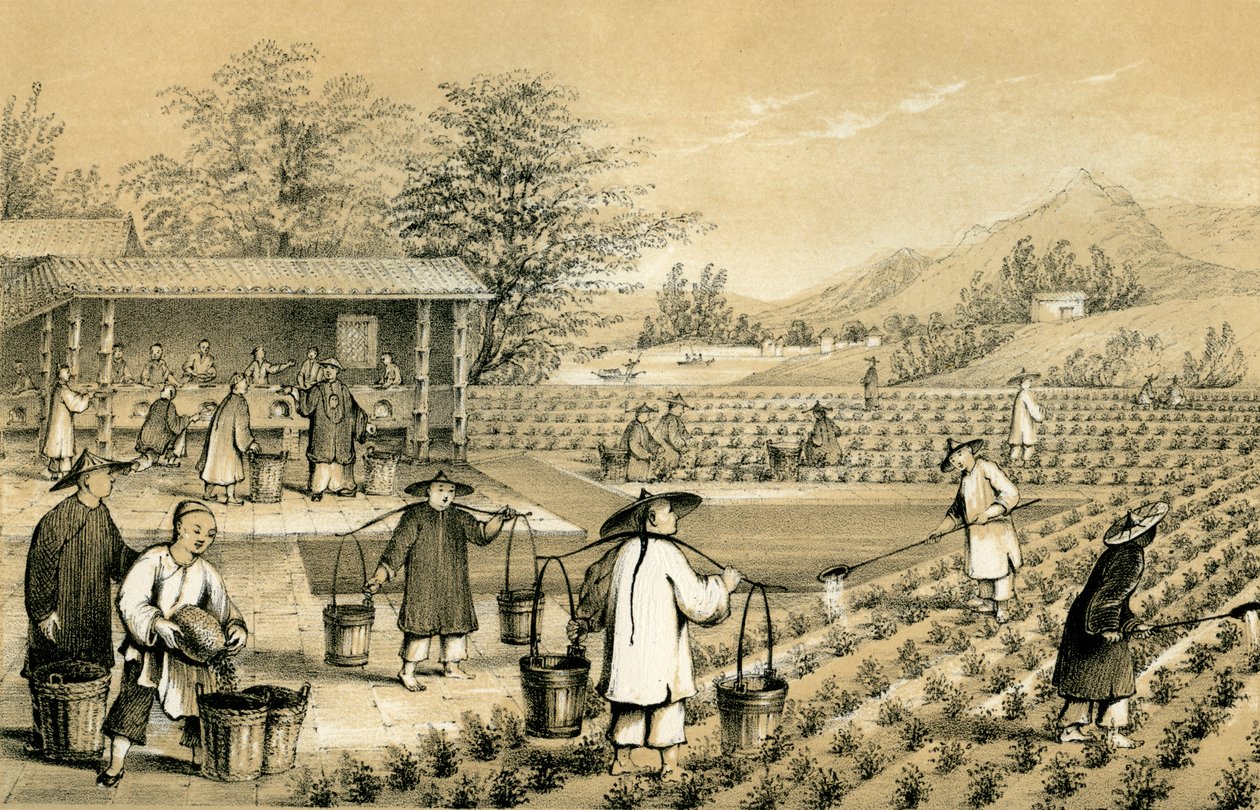Kultur og tilberedning af te, Kina, 1847. af E Gilks
