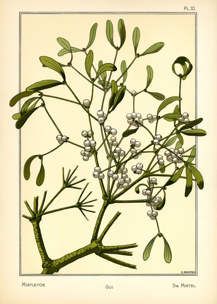 Misteltenen af E. Hervegh