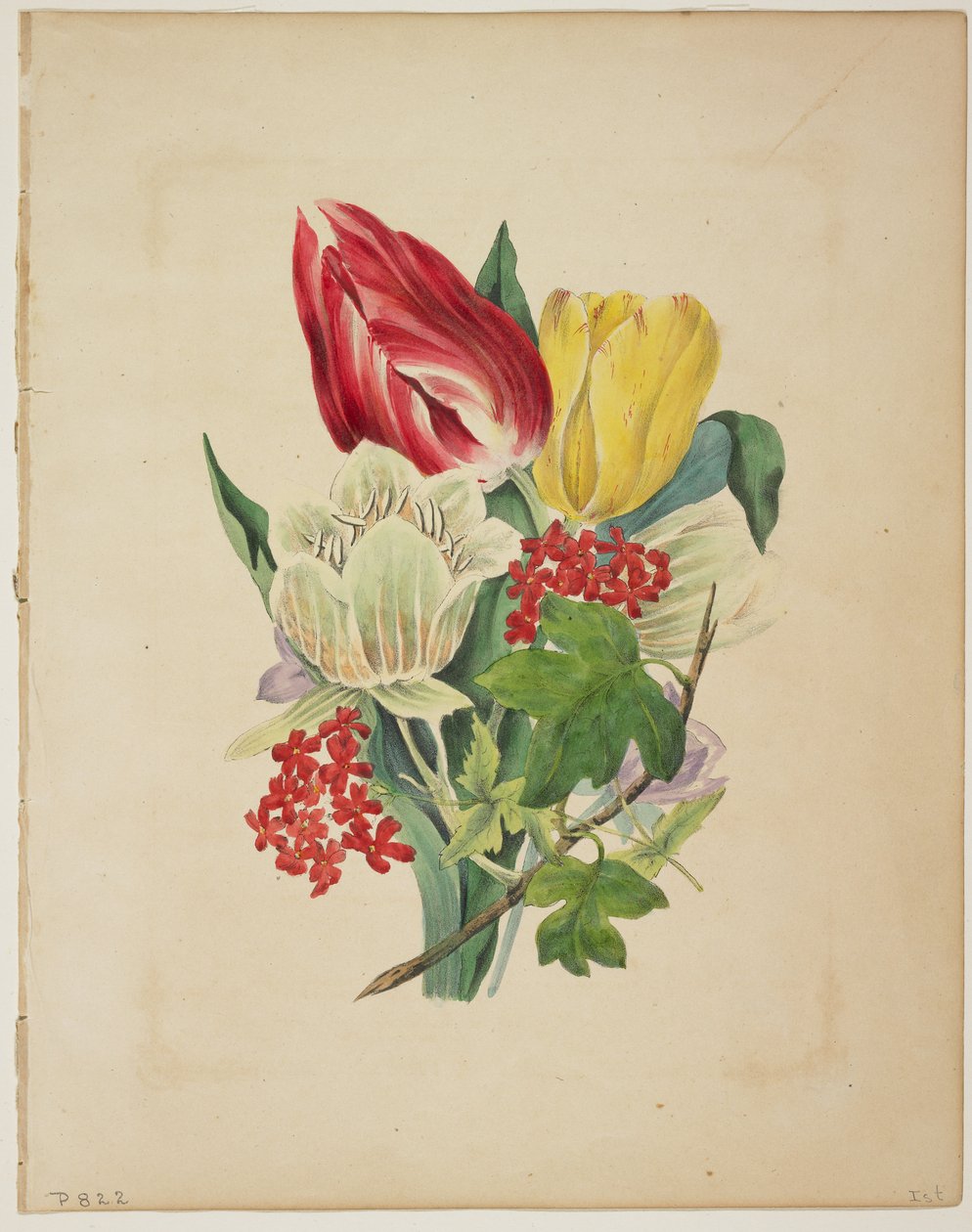 Buket tulipaner, fra Floras ordbog, 1838 af E. W. Wirt