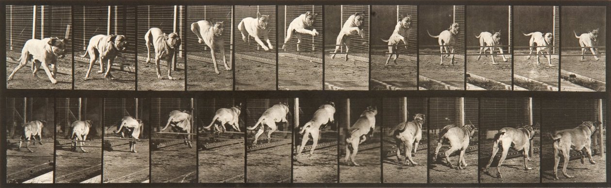 Animal Locomotion, plade 712 af Eadweard Muybridge