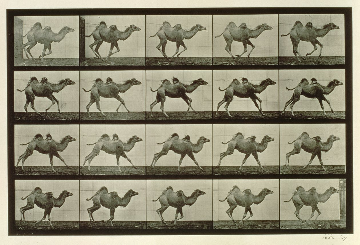 Kamel, plade fra "Animal Locomotion", 1887 af Eadweard Muybridge
