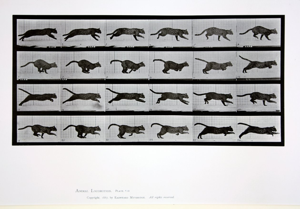 Cat running, plade 720 fra 