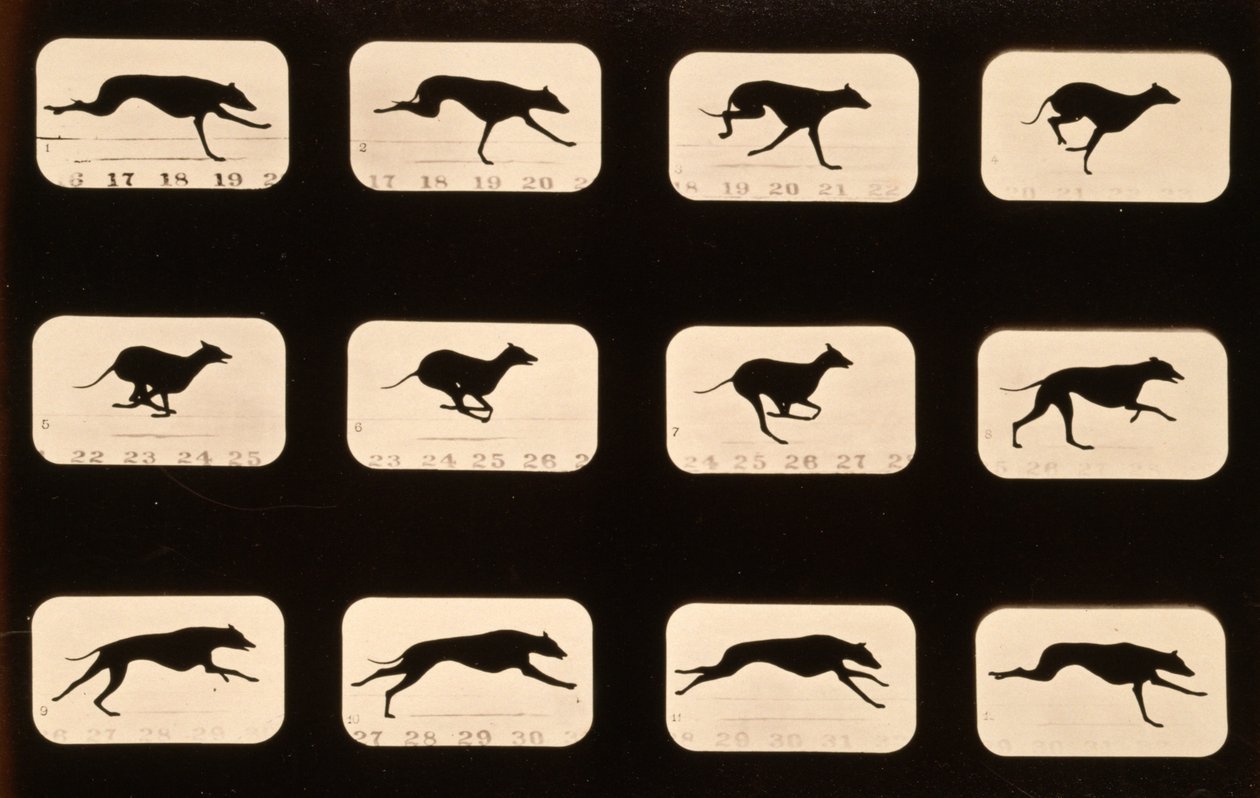 Greyhound, der kører 