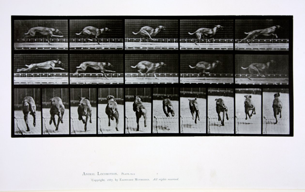 Gravhund, der løber, plade 708 fra "Animal Locomotion", 1887 af Eadweard Muybridge