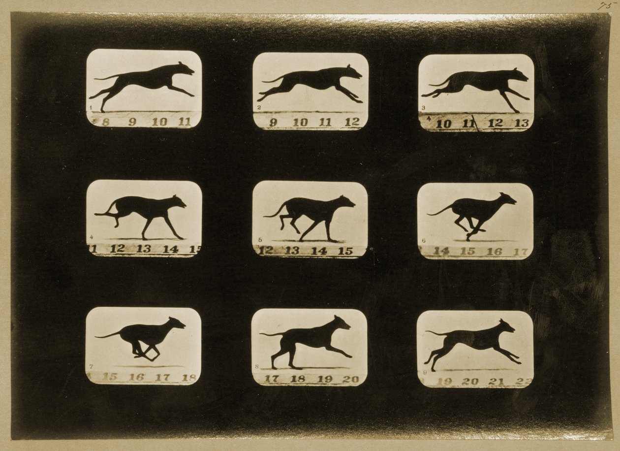 Greyhounds, der løber, fra 