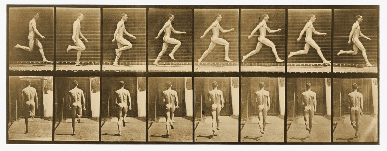 Billede fra "Animal Locomotion"-serien, ca. 1887 af Eadweard Muybridge