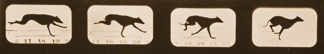 Billedsekvens af løbende greyhounds, "Animal Locomotion"-serien, ca. 1881 af Eadweard Muybridge