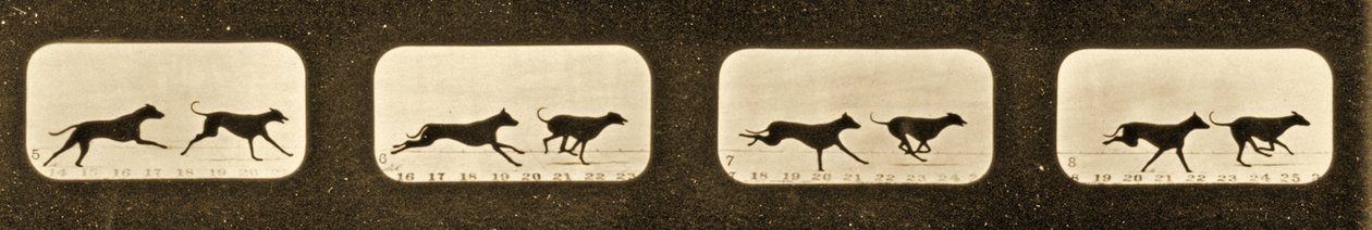 Billedsekvens af løbende greyhounds, "Animal Locomotion"-serien, ca. 1881 af Eadweard Muybridge