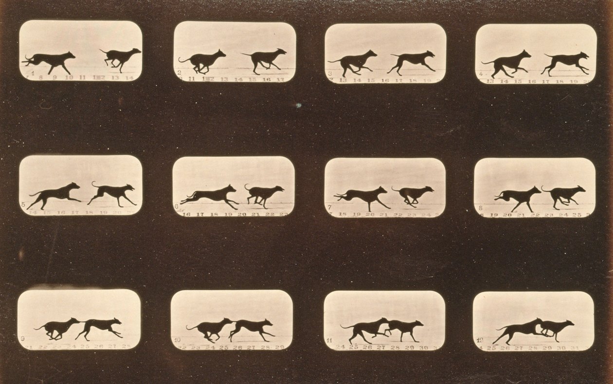 Billedsekvens af løbende Greyhounds, 