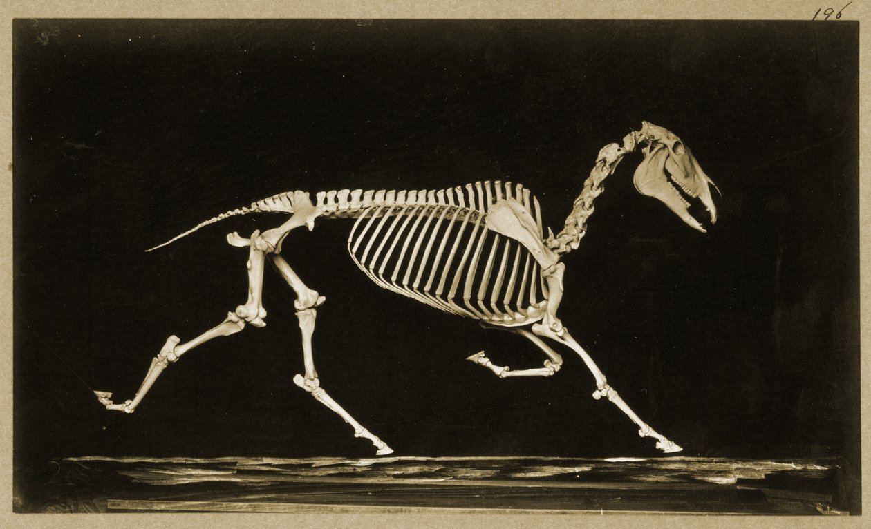Skelet af en løbende hest af Eadweard Muybridge