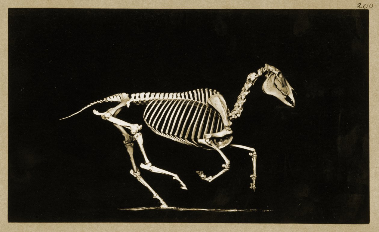 Skelet af en løbende hest af Eadweard Muybridge