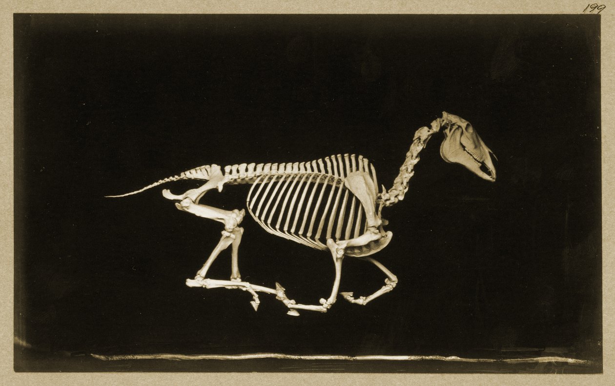 Skelet af en løbende hest af Eadweard Muybridge