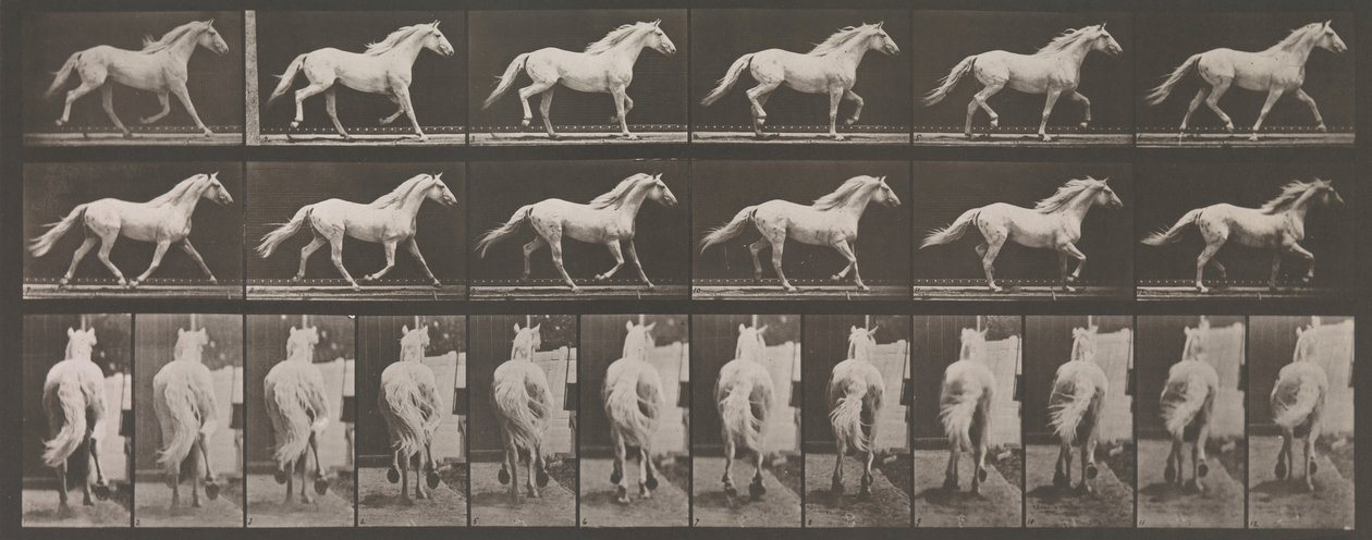 Dyrebevægelse. En elektrofotografisk undersøgelse af på hinanden følgende faser af dyr ..., 1880