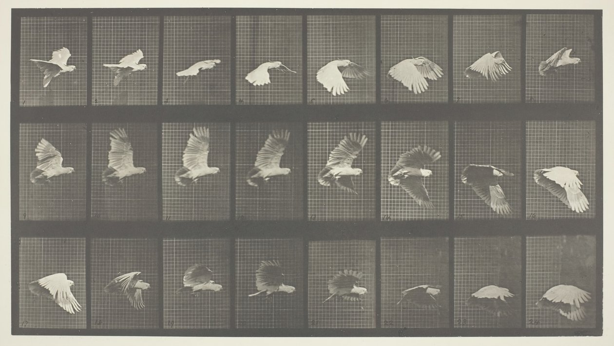 Dyrebevægelser, tavle 758, 1887. af Eadweard Muybridge
