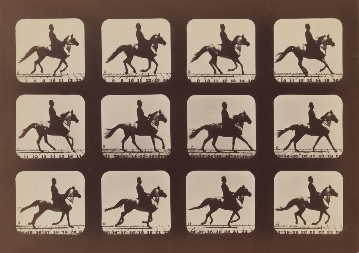 Attitudes of Animals in Motion, 1879, trykt 1881. af Eadweard Muybridge