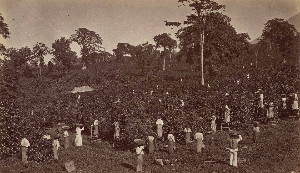 Kaffehøst, Las Nubes-Guatemala, 1875. af Eadweard Muybridge