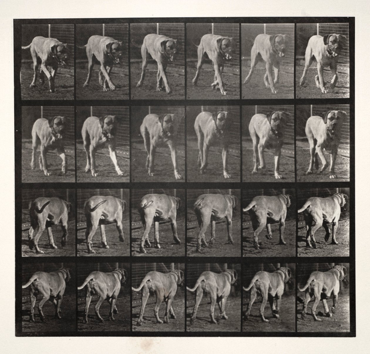 Dread Trav, 1887. af Eadweard Muybridge