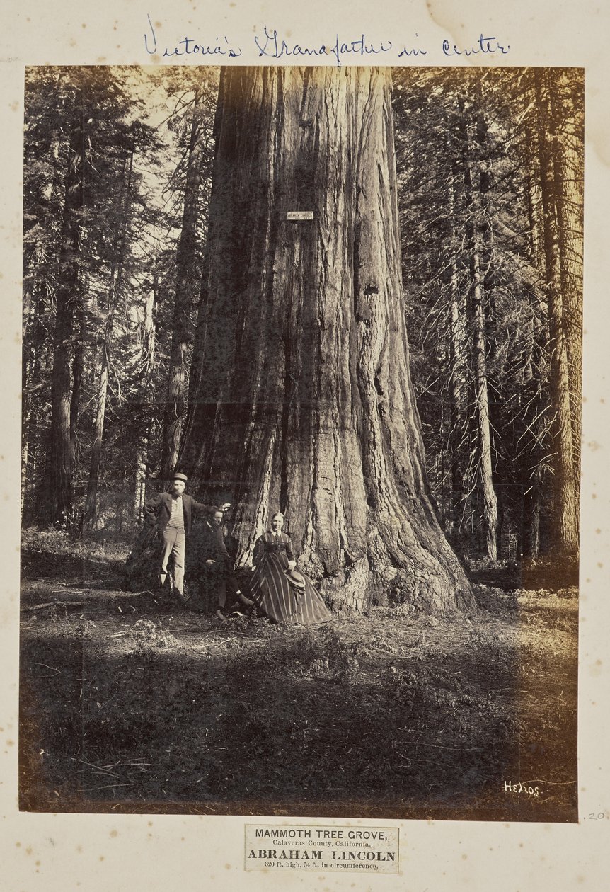Mammoth Tree Grove, Calaveras County, Californien. Abraham Lincoln. 320 fod højt, 54 fod i omkreds af Eadweard J. Muybridge