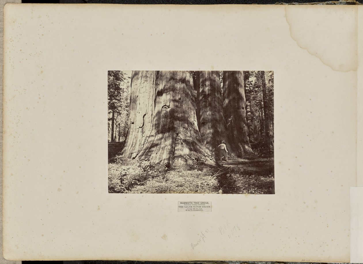 Mammoth Tree Grove, Calaveras County, Californien. Heksegruppen fra Salem. Gennemsnitlig 300 fod høj, 65 fod i omkreds af Eadweard J. Muybridge