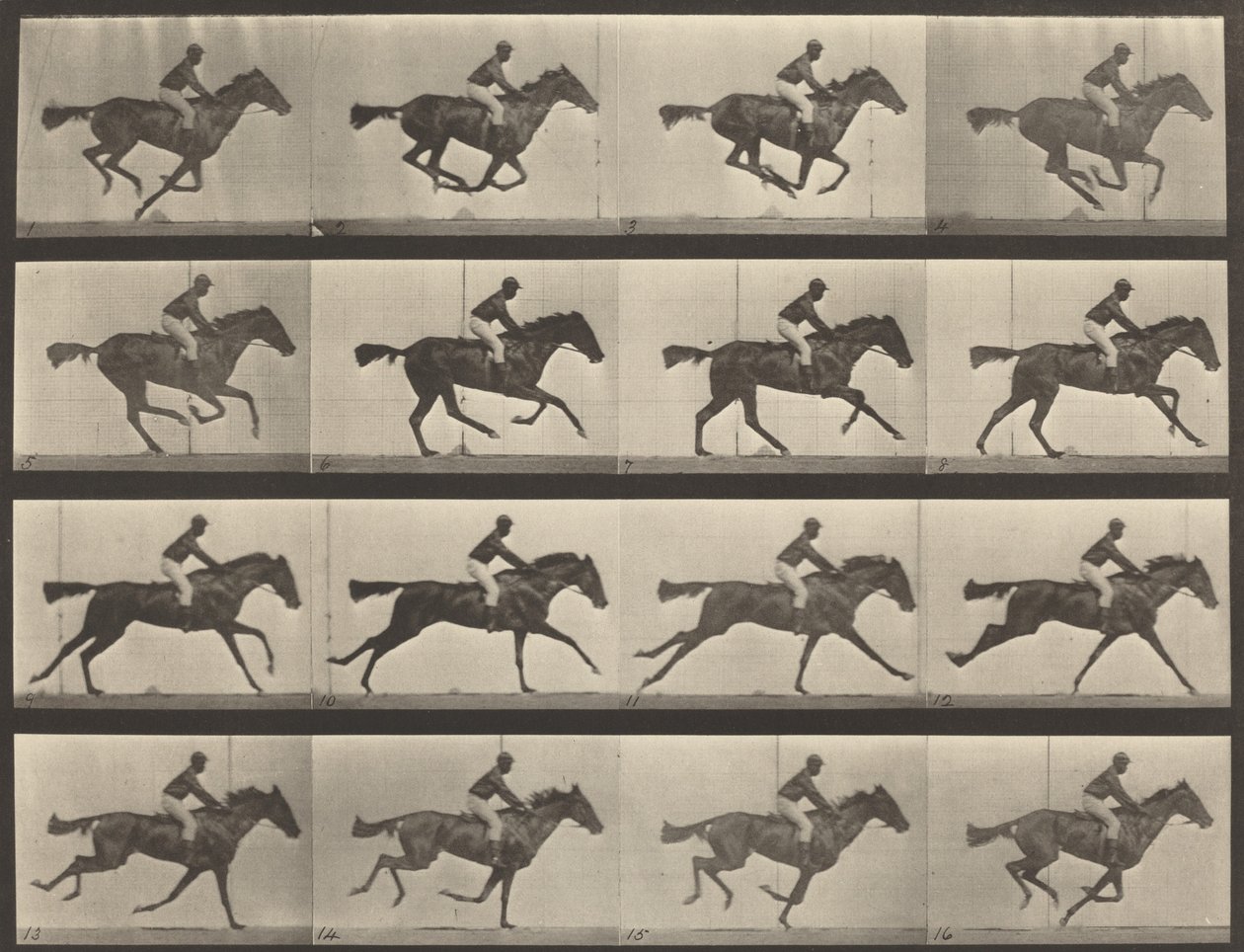 Pladenummer 626. Galop, fuldblods bayhoppe, Annie G., 1887. af Eadweard Muybridge