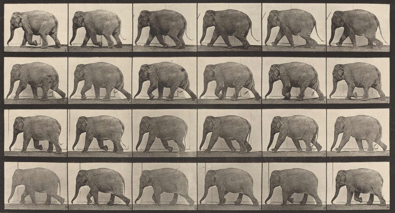Plade nummer 733. Elefantvandring, 1887. af Eadweard Muybridge