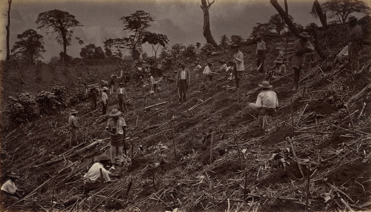 Opstilling af en kaffeplantage i Antigua de Guatemala, 1875, udgivet 1877. af Eadweard Muybridge