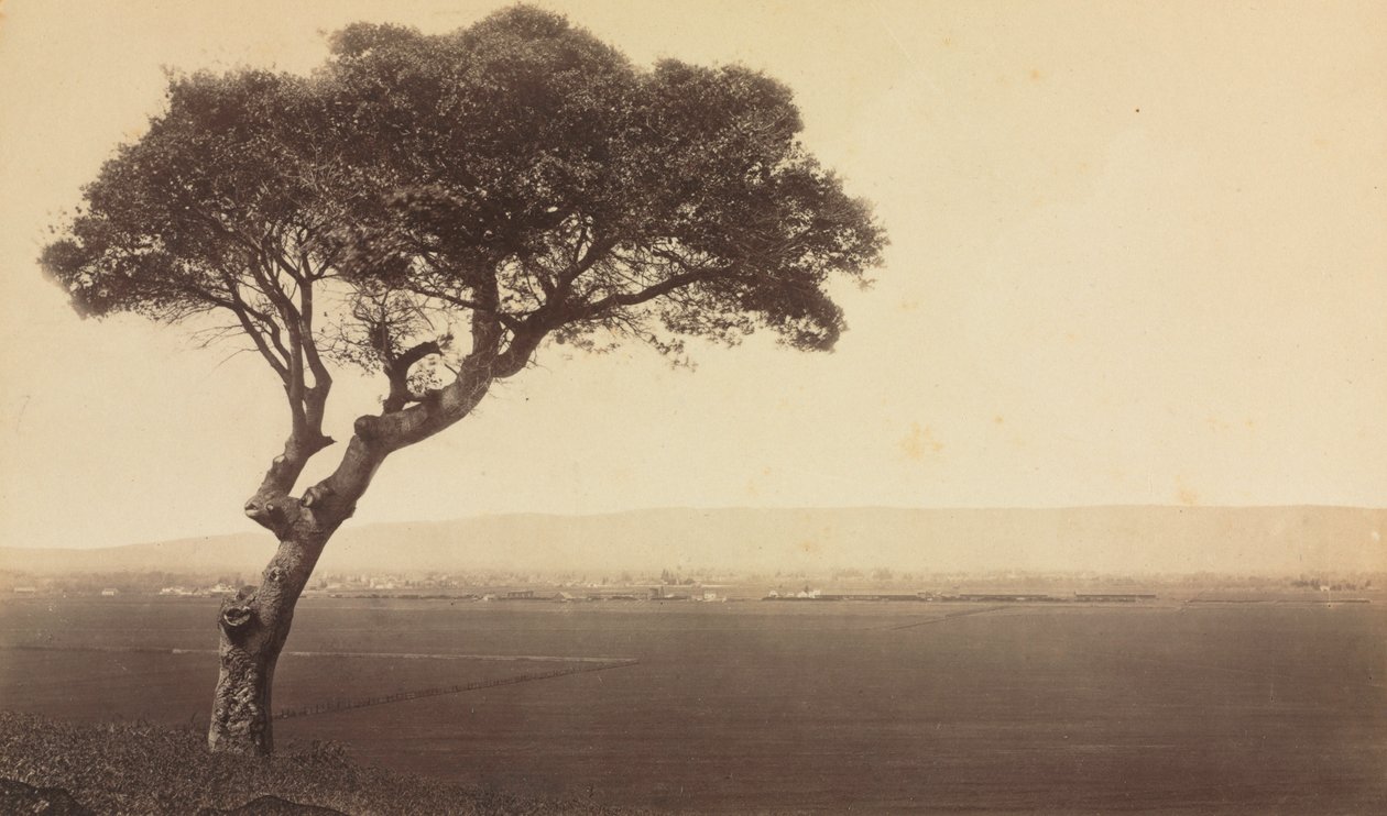 Uden titel Landskab nær Watsonville, Californien, ca. 1879. af Eadweard Muybridge