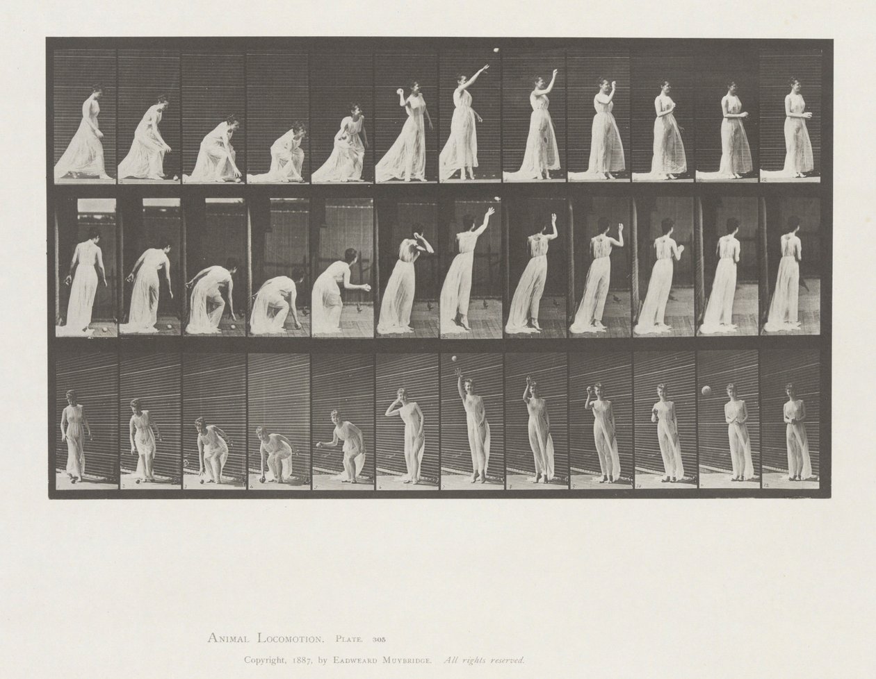 Dyrebevægelser, plade 305 af Eadweard Muybridge