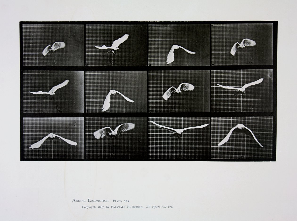 Fugl i flugt, plade 762 fra "Animal Locomotion", 1887 af Eadweard Muybridge