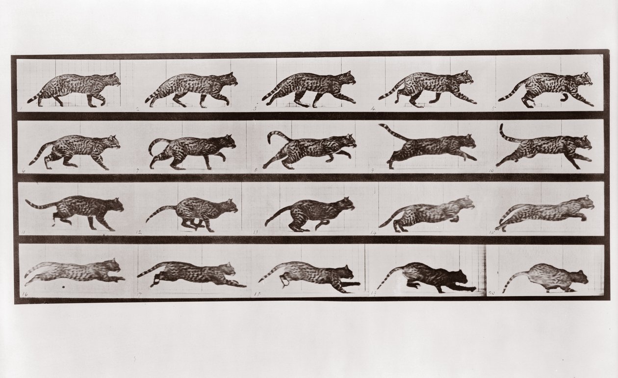 Kat i trav og galop, plade 717 fra Animal Locomotion, 1887 af Eadweard Muybridge