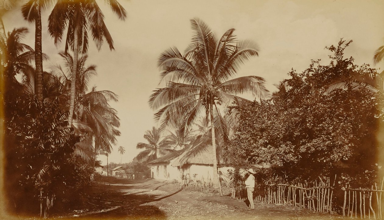 Kakaopalme - Retalhuleu, Guatemala af Eadweard Muybridge