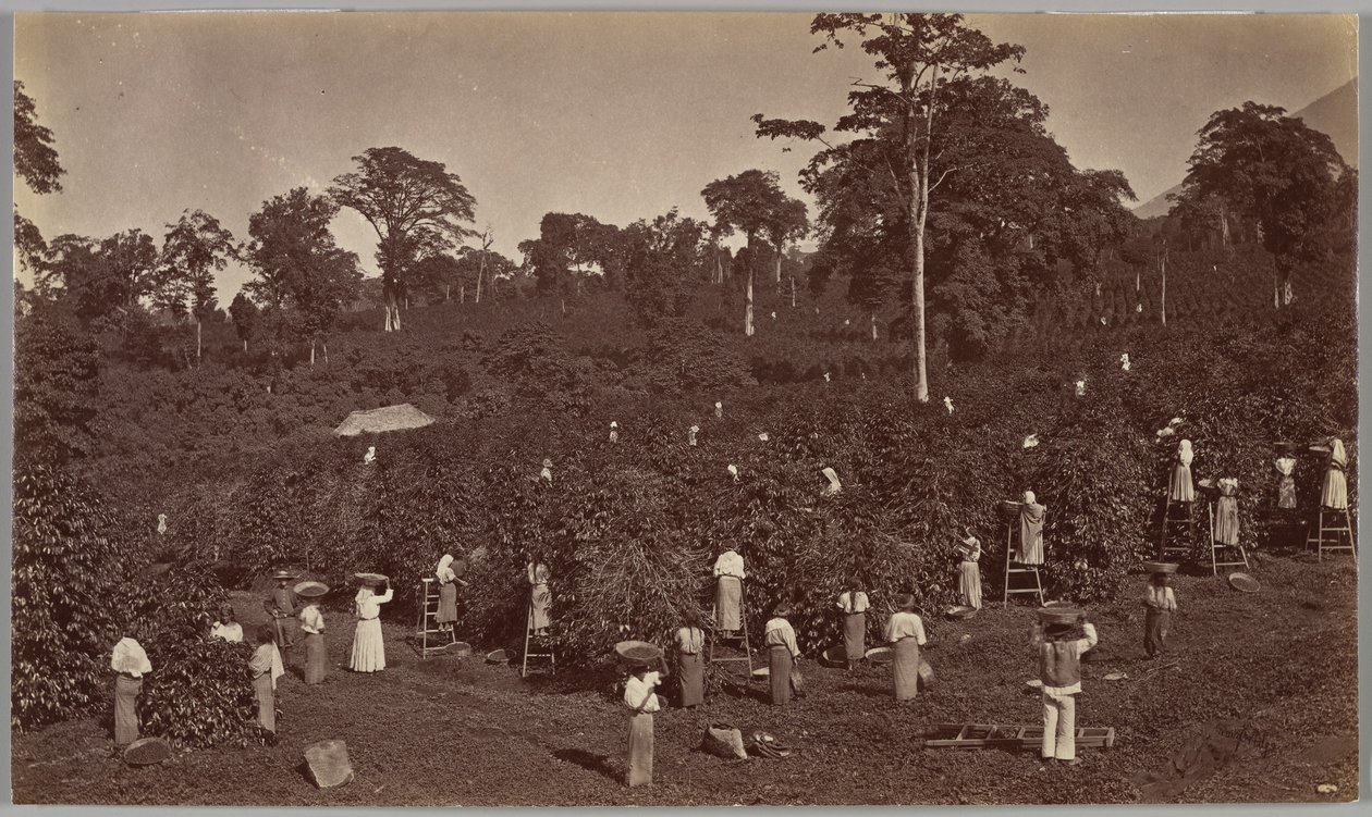 Kaffeplukning, Las Nubes – Guatemala af Eadweard Muybridge