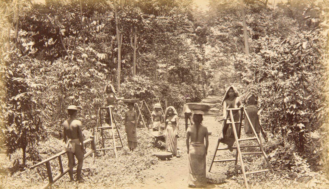 Kaffehøst i San Isidro - højde 1000 fod, Guatemala af Eadweard Muybridge