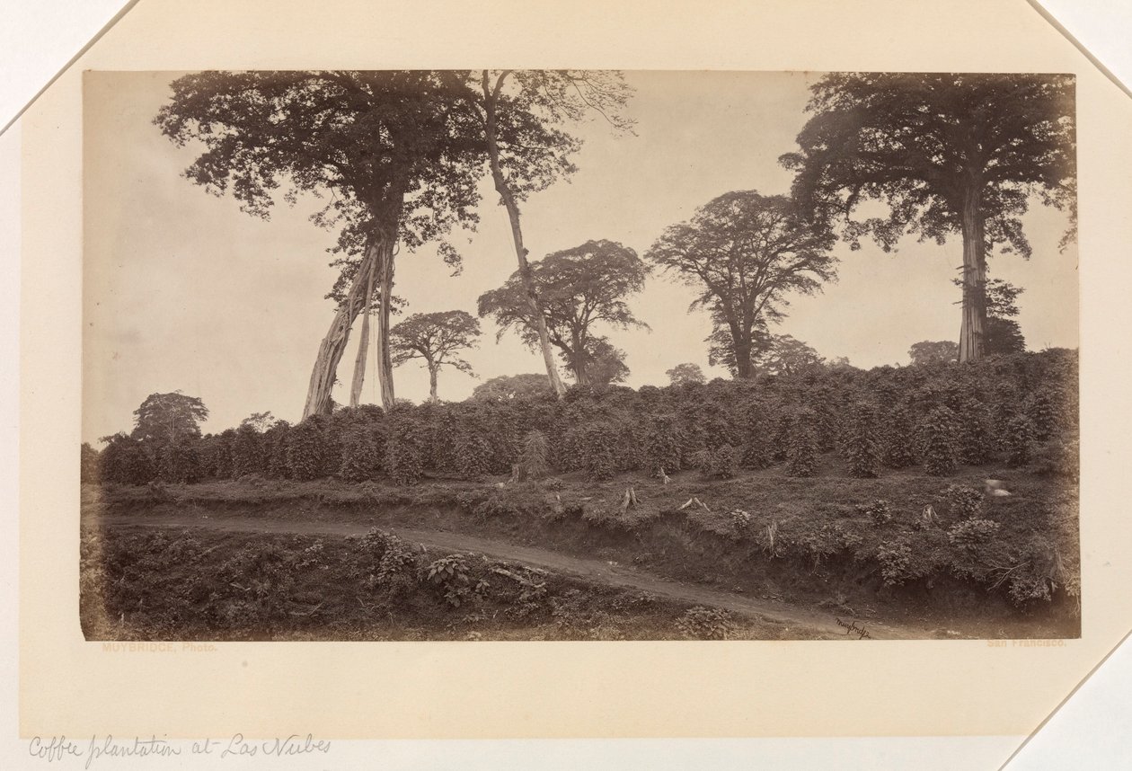 Kaffeplantage ved Las Nubes, Guatemala af Eadweard Muybridge