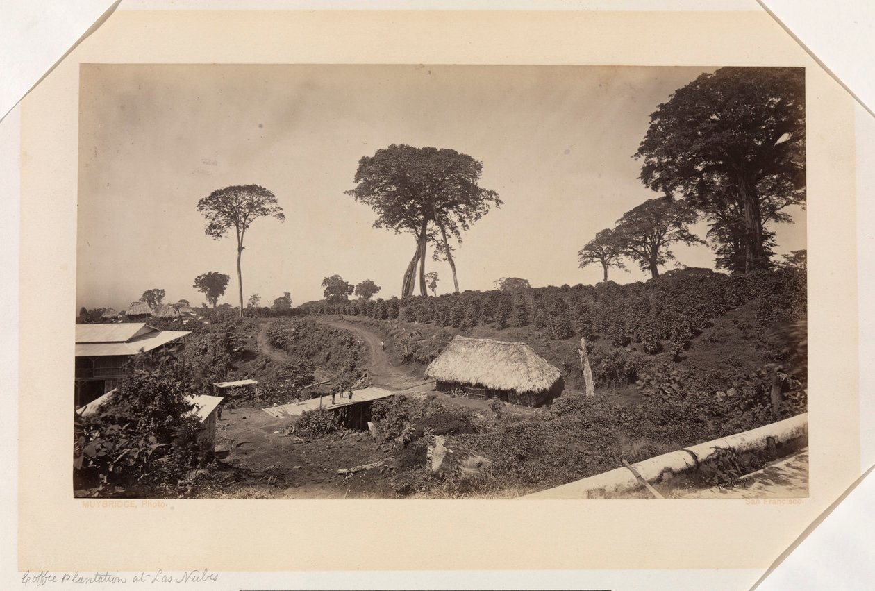 Kaffeplantage ved Las Nubes, Guatemala af Eadweard Muybridge