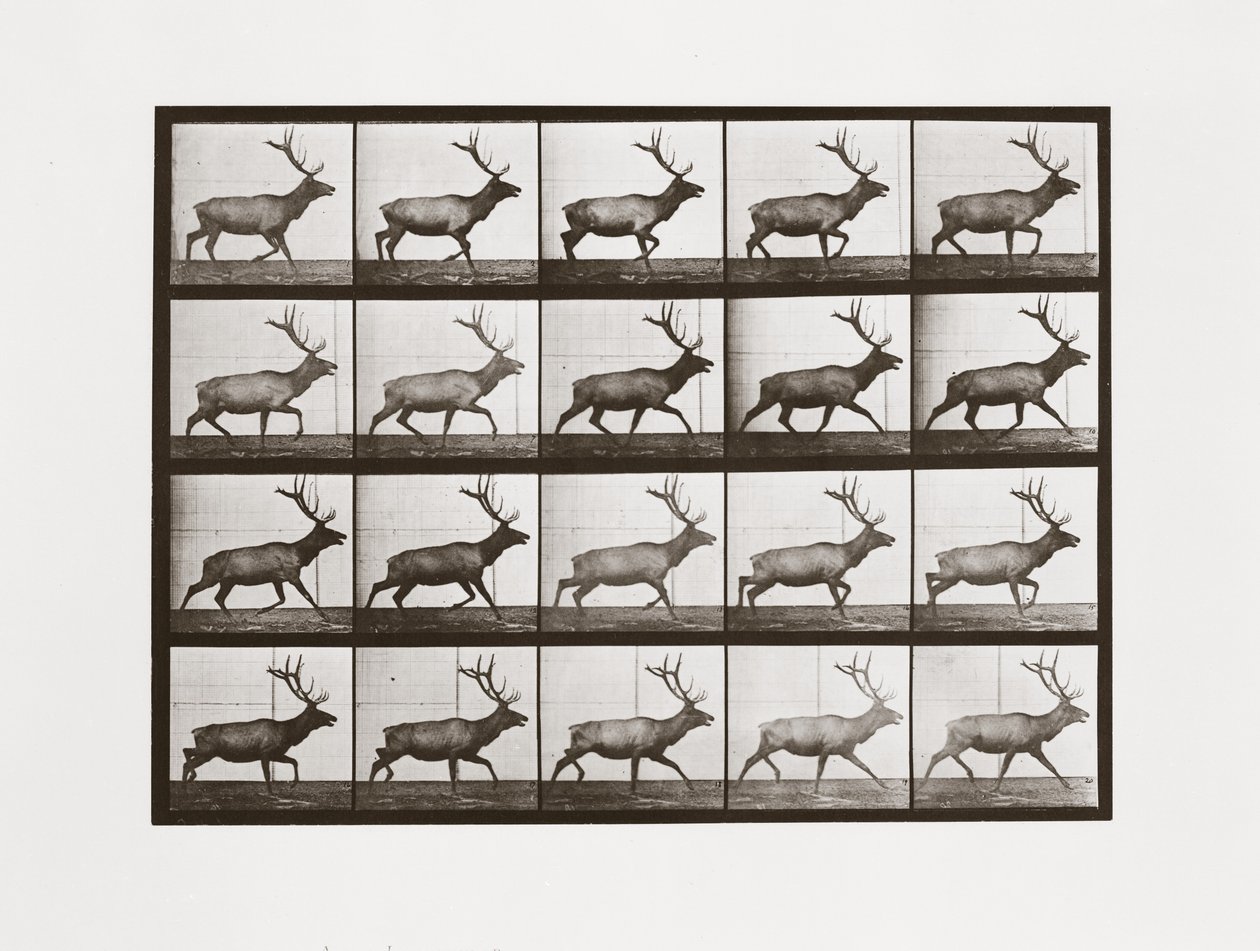 Elk, plade 692 fra Animal Locomotion, 1887 af Eadweard Muybridge