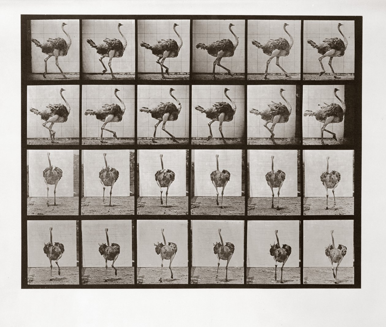 Strudseløb, plade 772 fra Animal Locomotion, 1887 af Eadweard Muybridge
