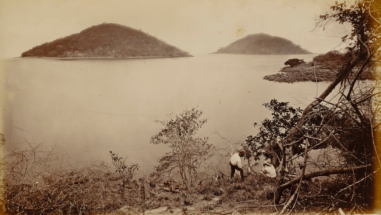 Perico og flamenco - fra øen Naos i Panama af Eadweard Muybridge