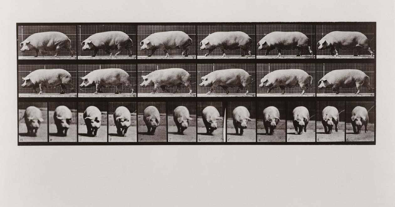 Pig walking, plade 673 fra Animal Locomotion, 1887 af Eadweard Muybridge